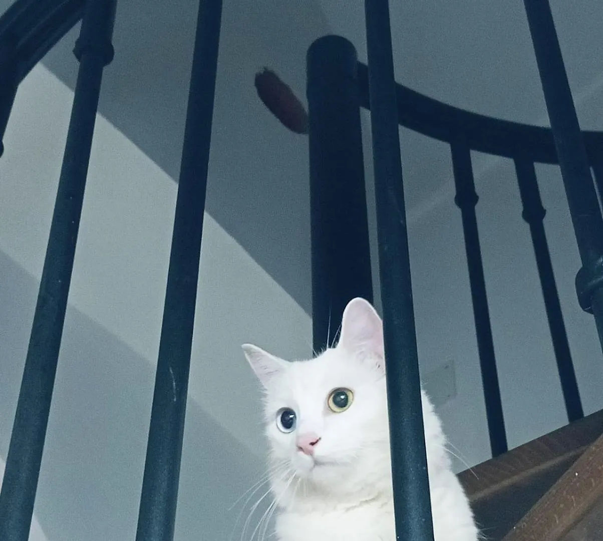 The White Cat Villa Naples Italy