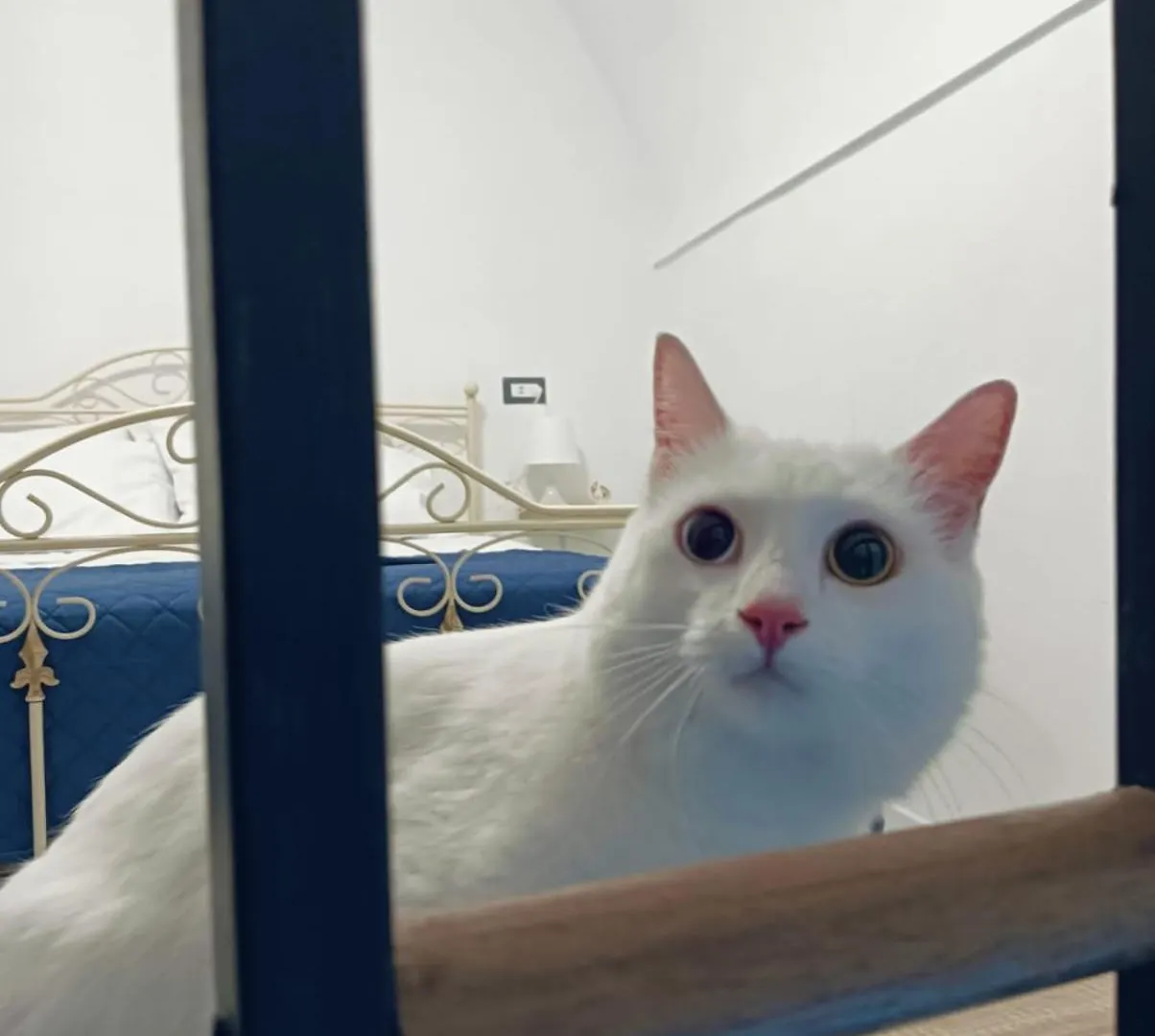 The White Cat Villa Naples